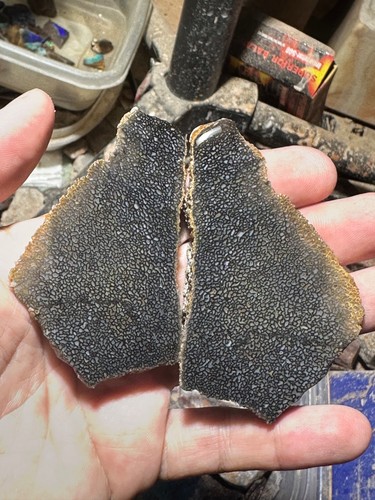Dinosaur bone rough hxtled - bone, **hxtled
