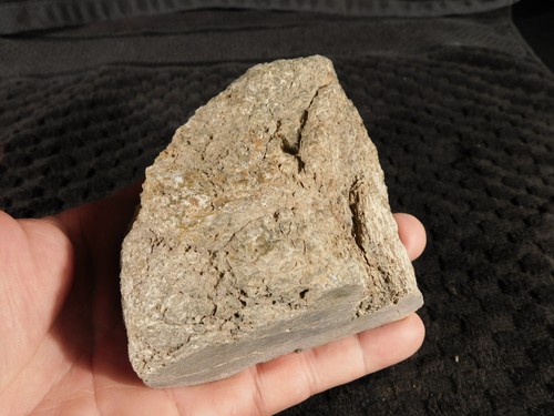 Cut dinosaur bone fossil from - ,