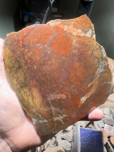Dinosaur bone rough - , **hxtled