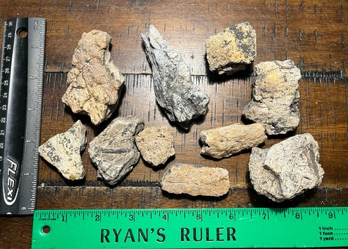 10x triceratops skull frill - skull,