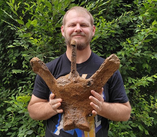 Triceratops vertebrae bone - triceratops,