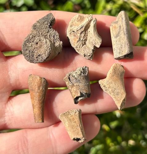 Hell creek fossil - hell,