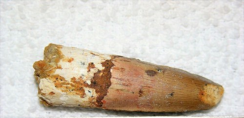 Spinosaurus tooth dinosaur - tooth,