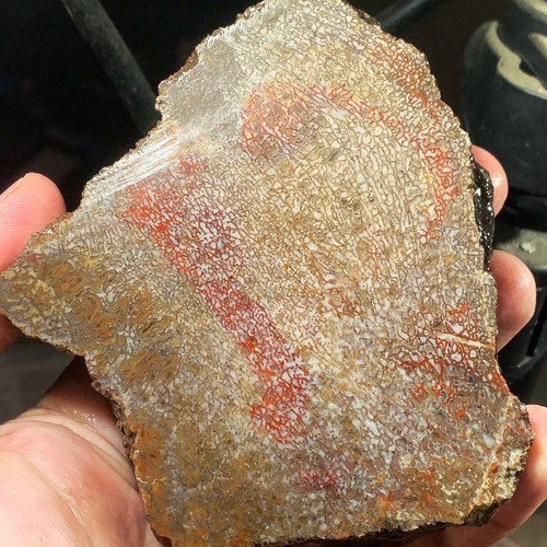 Dinosaur bone rough - ,