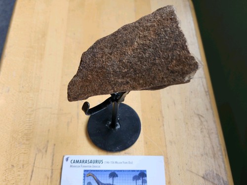 Camarasaurus dinosaur rib - camarasaurus,