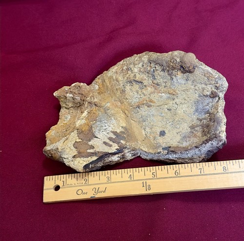 Triceratops dinosaur skull - dinosaur,