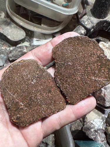 Dinosaur bone rough wash - , split
