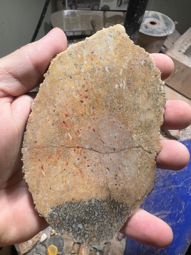 Dinosaur bone rough - , **hxtled
