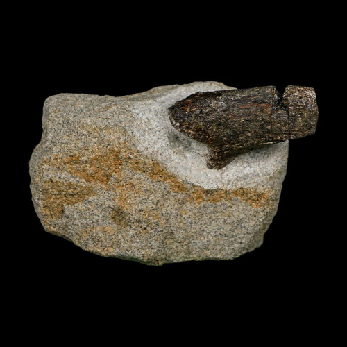 Hypacrosaurus dinosaur - 2.1",