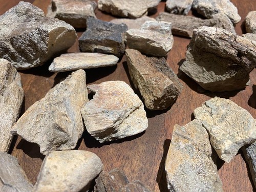 Dinosaur bone fossil - dinosaur,