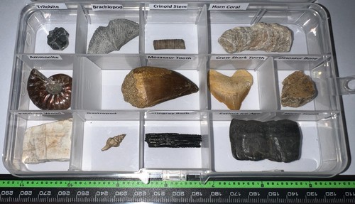 Labeled real fossil - real, lot